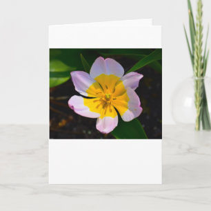 Tulipán Lilac Wonder, tarjeta