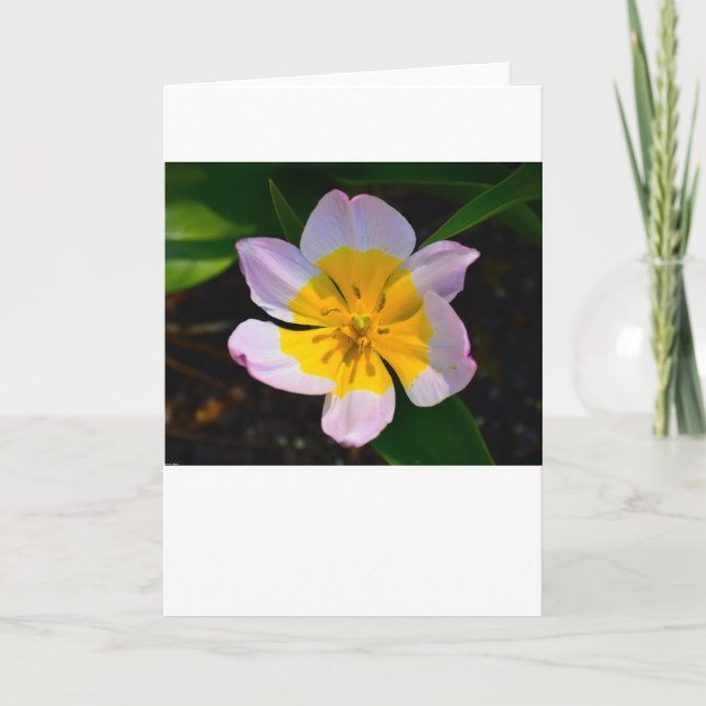 Tulipán Lilac Wonder, tarjeta (Anverso)