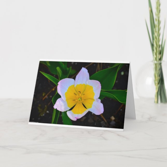 Tulipán Lilac Wonder Tarjeta (Anverso)