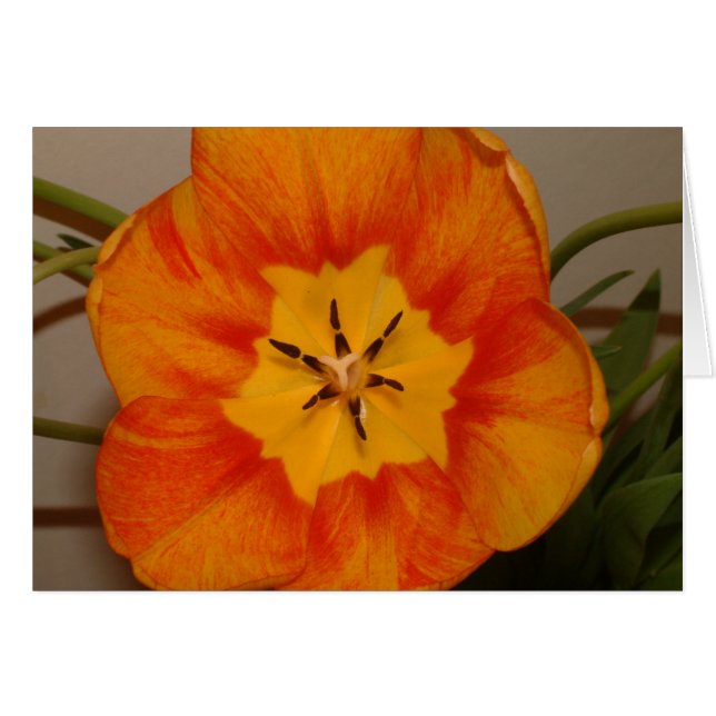 tulipán naranja (Anverso (Horizontal))