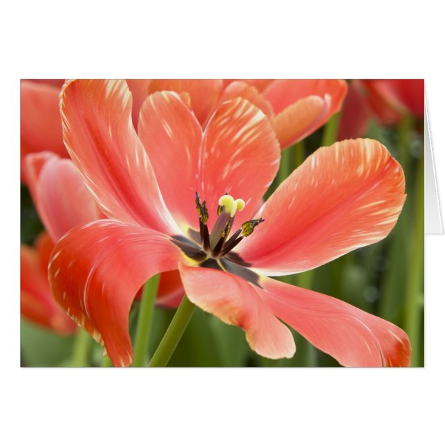 Tulipán Naranja Primer Plano (Anverso (Horizontal))