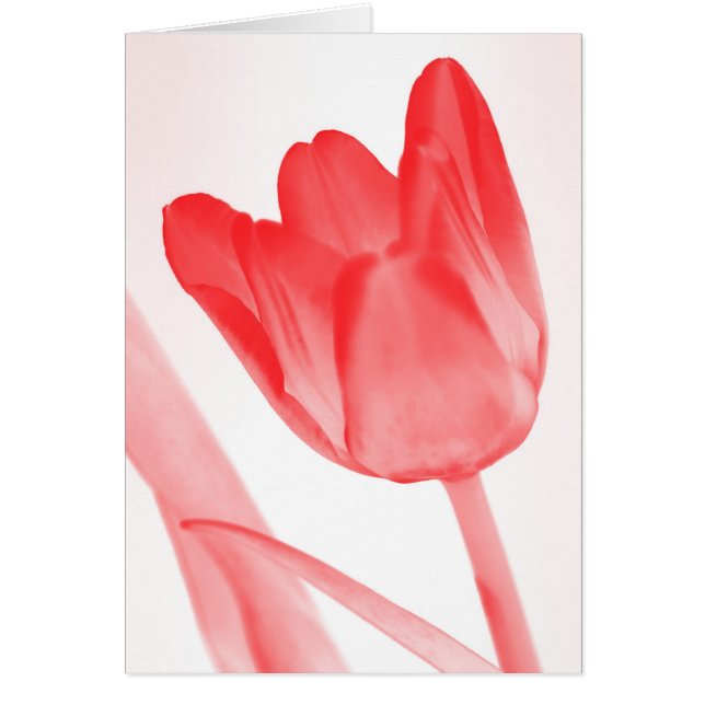 tulipán rojo (Frente)