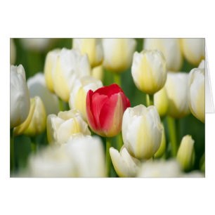 Tulipán rojo en un campo de tulipanes blancos