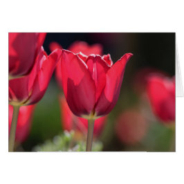 Tulipán rojo intenso