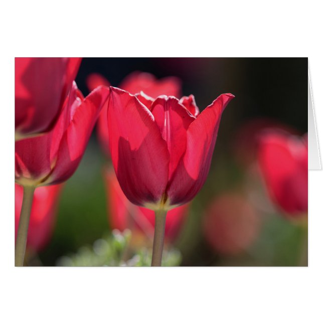Tulipán rojo intenso (Anverso (Horizontal))