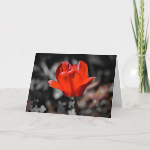 Tulipán rojo, tarjeta