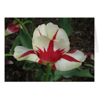 Tulipán rojo y blanco