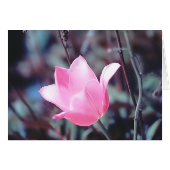 tulipán rosa (Anverso (Horizontal))