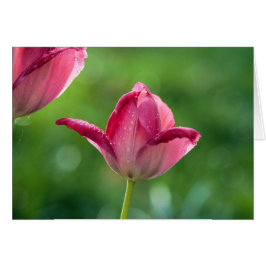 tulipán rosa con gotas de rocío