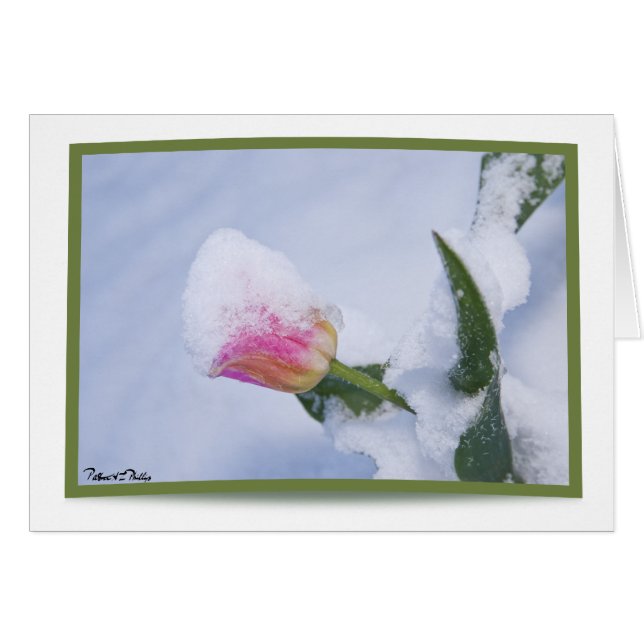 Tulipán rosa cubierto de nieve (Anverso (Horizontal))