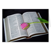 Tulipán Rosa En La Simpatía De La Biblia