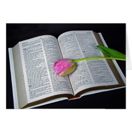 Tulipán Rosa En La Simpatía De La Biblia