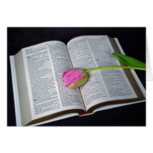 Tulipán Rosa En La Simpatía De La Biblia