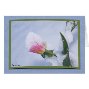 Tulipán Rosa Nevado Templo de Primavera