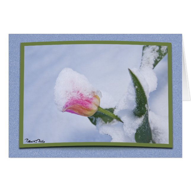 Tulipán Rosa Nevado Templo de Primavera (Anverso (Horizontal))