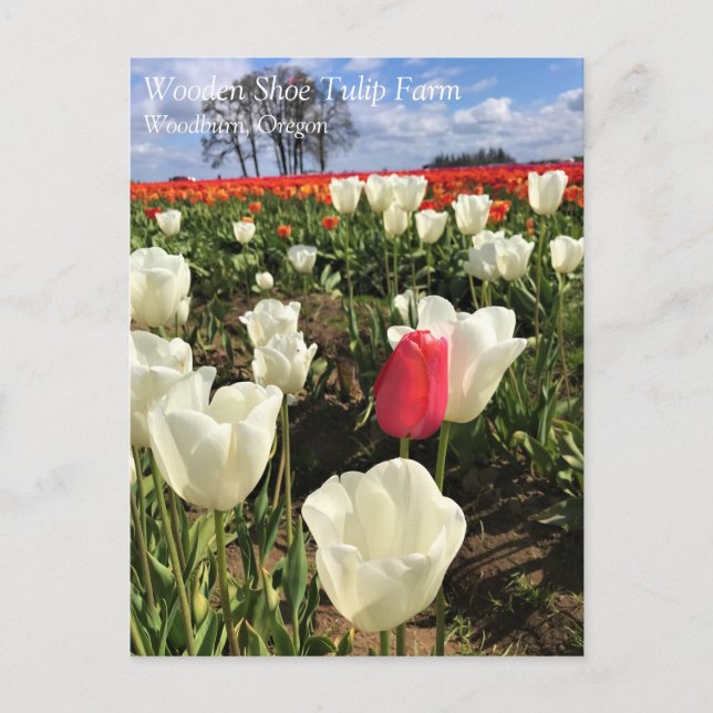 Tulipán rosa resaltando, postal de Oregón (Anverso)