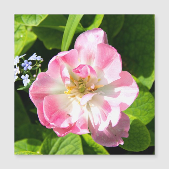 Tulipán rosado (Anverso)