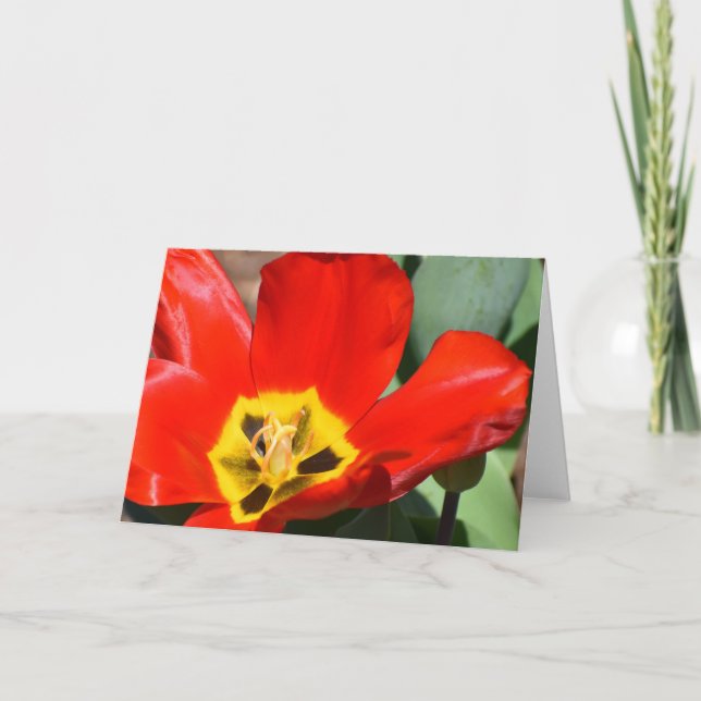 Tulipán, tarjeta (Anverso)