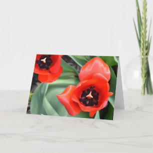 Tulipán, tarjeta