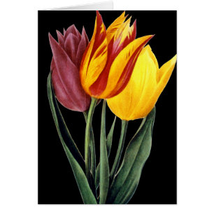 Tulipán (Tulipa Gesneriana)