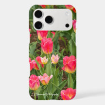 Tulipanes