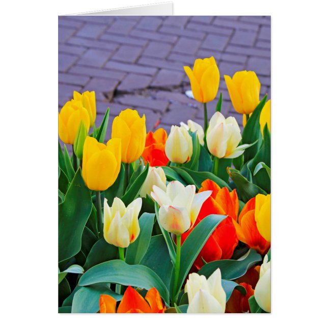 Tulipanes (Frente)