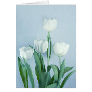 Tulipanes