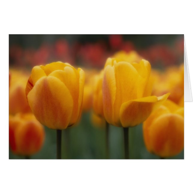 Tulipanes 2 (Anverso (Horizontal))