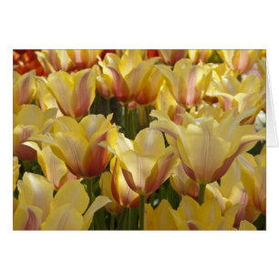 Tulipanes amarillos