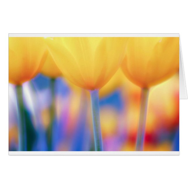 Tulipanes amarillos con el azul (Anverso (Horizontal))