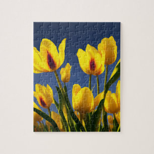 Tulipanes Amarillos en Flor, Rompecabezas