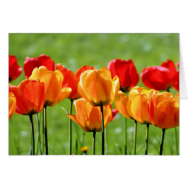 Tulipanes Amarillos Y Rojos