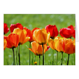 Tulipanes amarillos y rojos