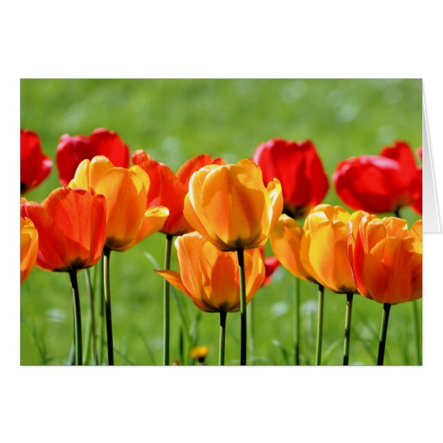 Tulipanes Amarillos Y Rojos (Anverso (Horizontal))