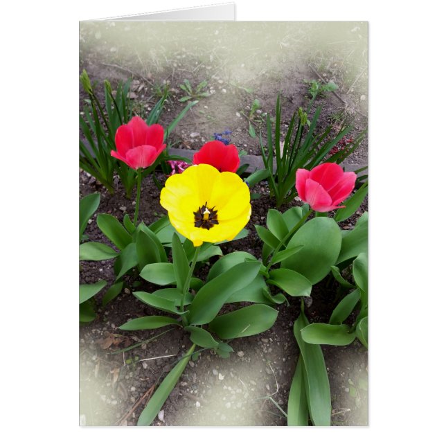 tulipanes amarillos y rojos (Frente)