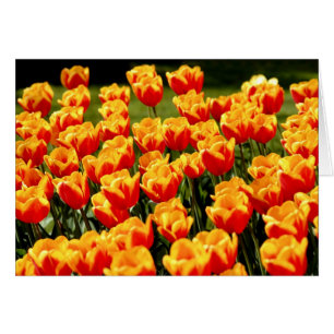 Tulipanes amarillos y rojos en la tarjeta floral d