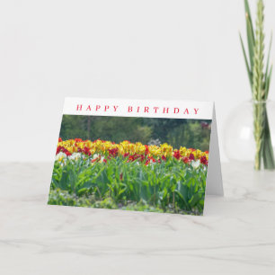 Tulipanes amarillos y rojos en una tarjeta de cump