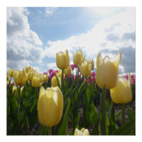Tulipanes amarillos y rosados soleados con Poster