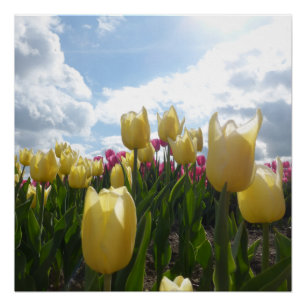 Tulipanes amarillos y rosados soleados con Poster 