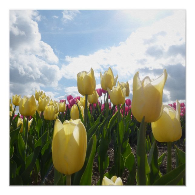 Tulipanes amarillos y rosados soleados con Poster  (Anverso)