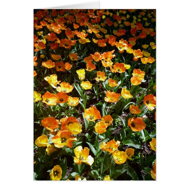 tulipanes anaranjados (Frente)