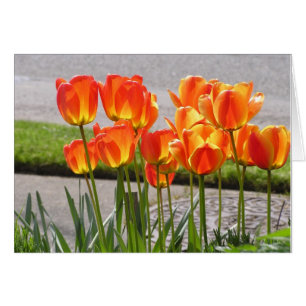 Tulipanes anaranjados