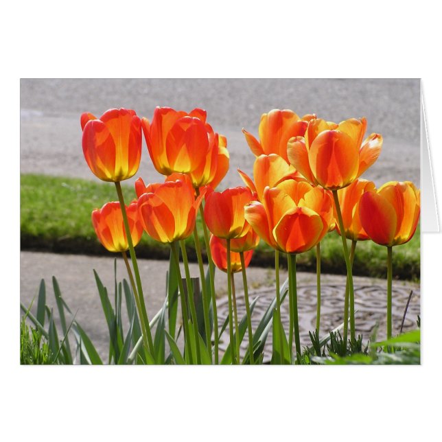 Tulipanes anaranjados (Anverso (Horizontal))