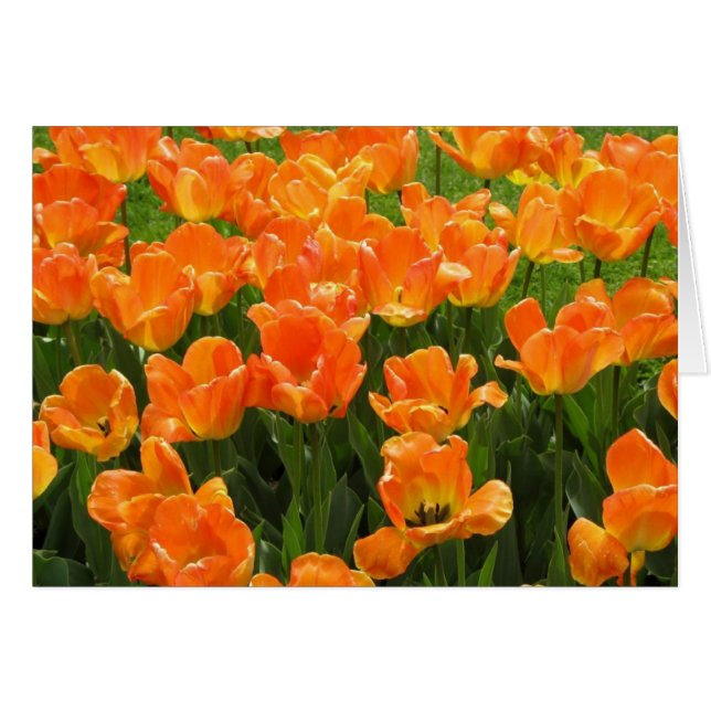 Tulipanes anaranjados (Anverso (Horizontal))