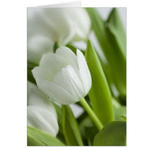 Tulipanes blancos