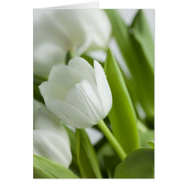 Tulipanes blancos (Frente)
