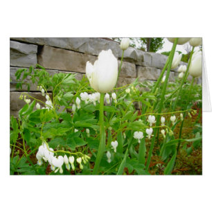 Tulipanes blancos
