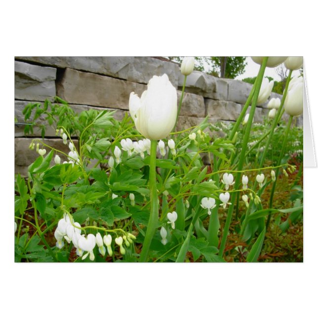 Tulipanes blancos (Anverso (Horizontal))