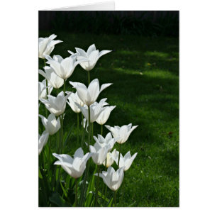 Tulipanes blancos