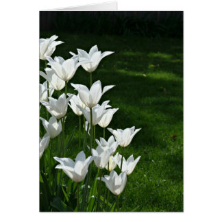 Tulipanes blancos